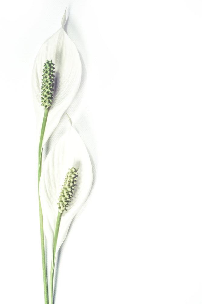 photo-wallpaper-lily-seed-pods