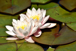 photo-wallpaper-water-lily-duo-in-white