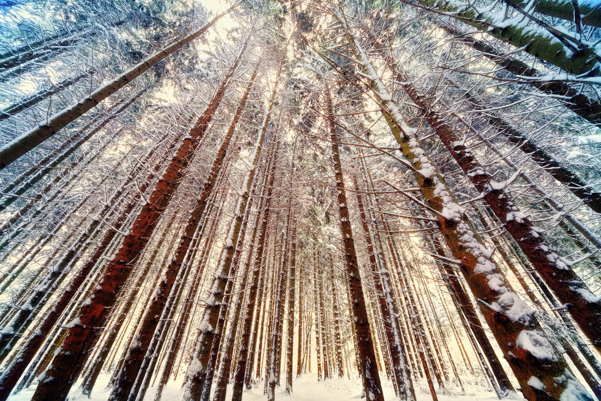 photo-wallpaper-trees-in-the-snow