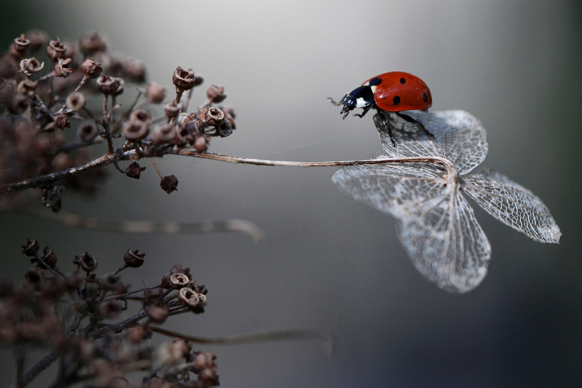 photo-wallpaper-ladybird-on-hydrangea