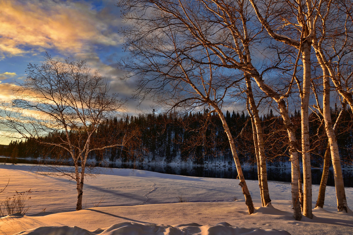 photo-wallpaper-birches-in-the-winter