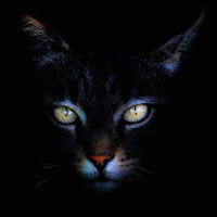 photo-wallpaper-cat