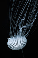 photo-wallpaper-beware-jellyfish