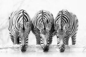 photo-wallpaper-zebras-xbj