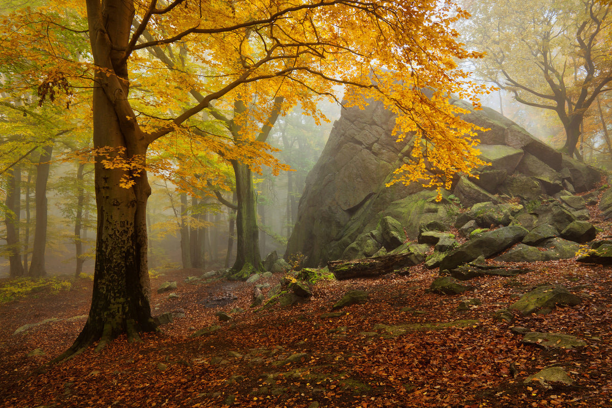 photo-wallpaper-autumn-forest-x