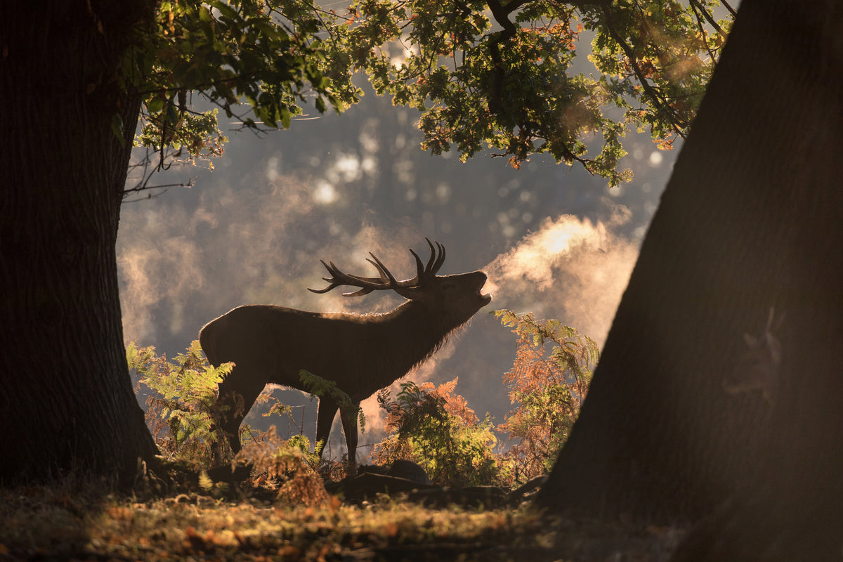 photo-wallpaper-he-waits-in-the-shadows-x