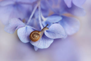 photo-wallpaper-little-snail-on-hydrangea-x