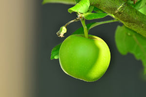 photo-wallpaper-green-apple