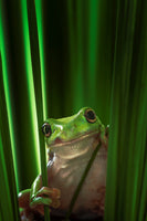 photo-wallpaper-green-frog