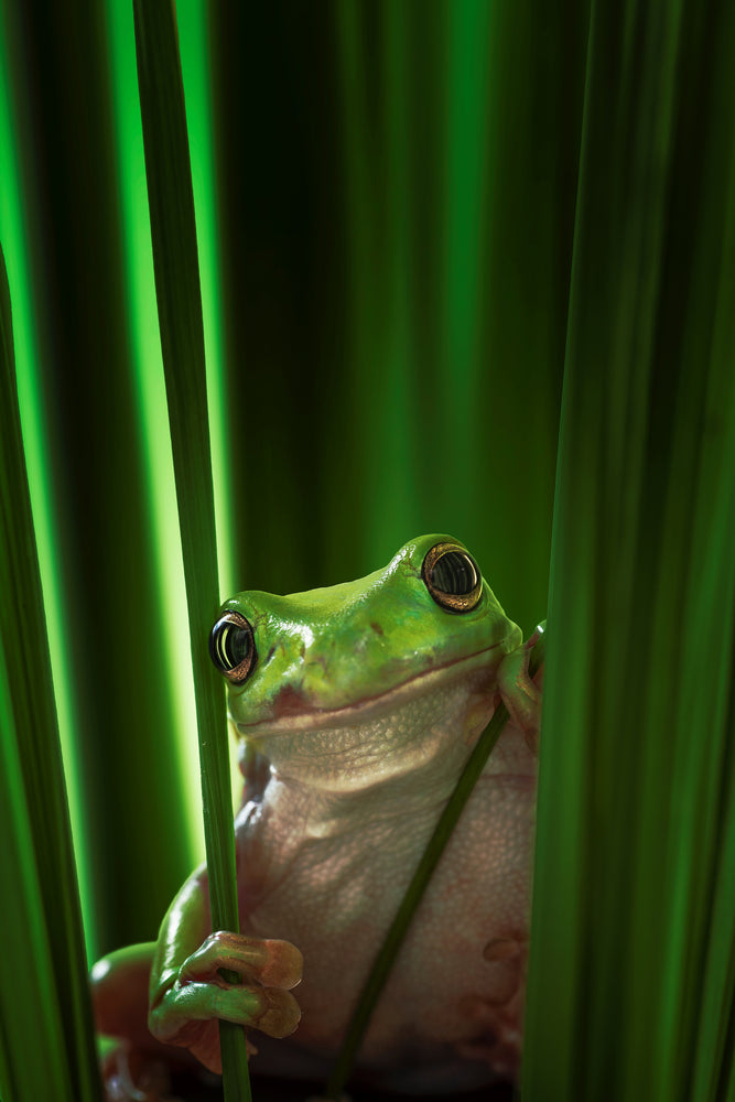 photo-wallpaper-green-frog