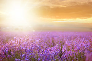 photo-wallpaper-sunset-in-lavender-field