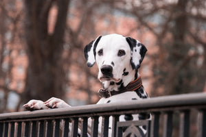 photo-wallpaper-watchful-dalmatian