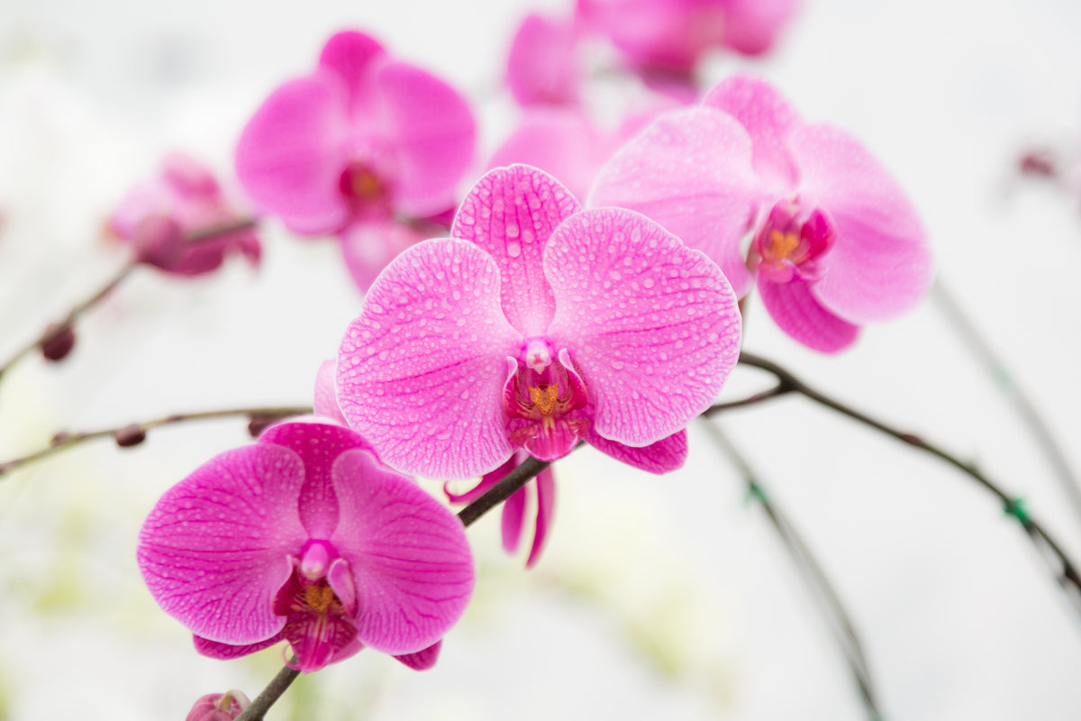 photo-wallpaper-the-symbol-of-orchid