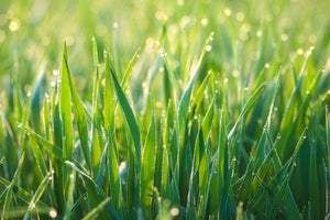 photo-wallpaper-grass-with-morning-dew-xl