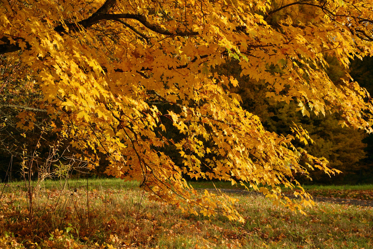 photo-wallpaper-the-magnificent-autumn-tree