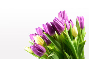 photo-wallpaper-tulips-in-xl