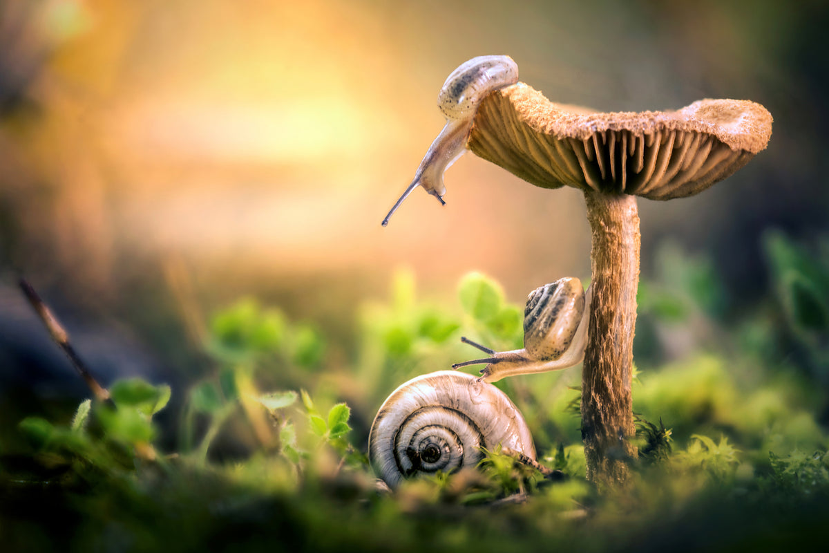 photo-wallpaper-the-awakening-of-snails