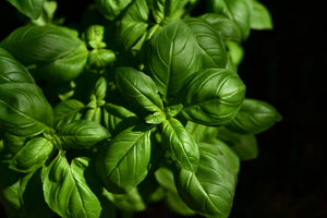 photo-wallpaper-basil-in-xl