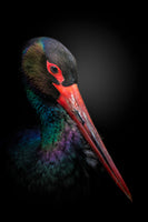 photo-wallpaper-the-black-stork