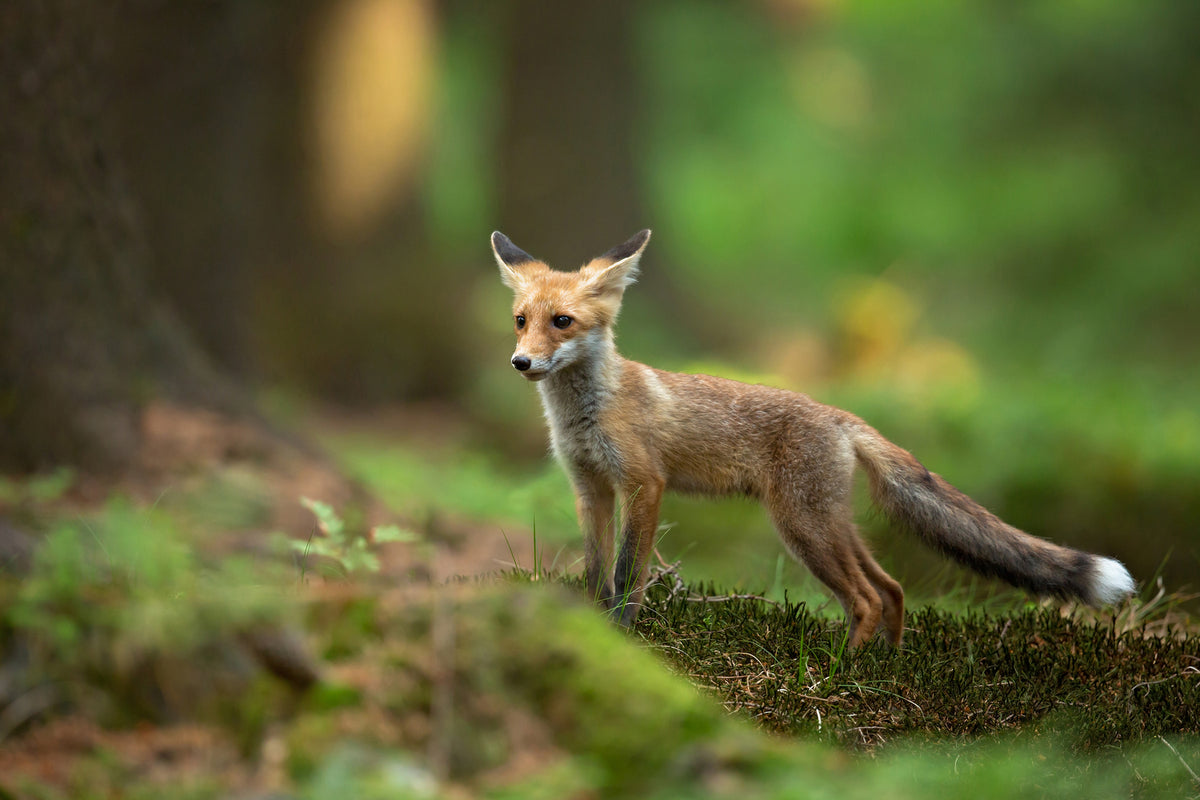 photo-wallpaper-red-fox