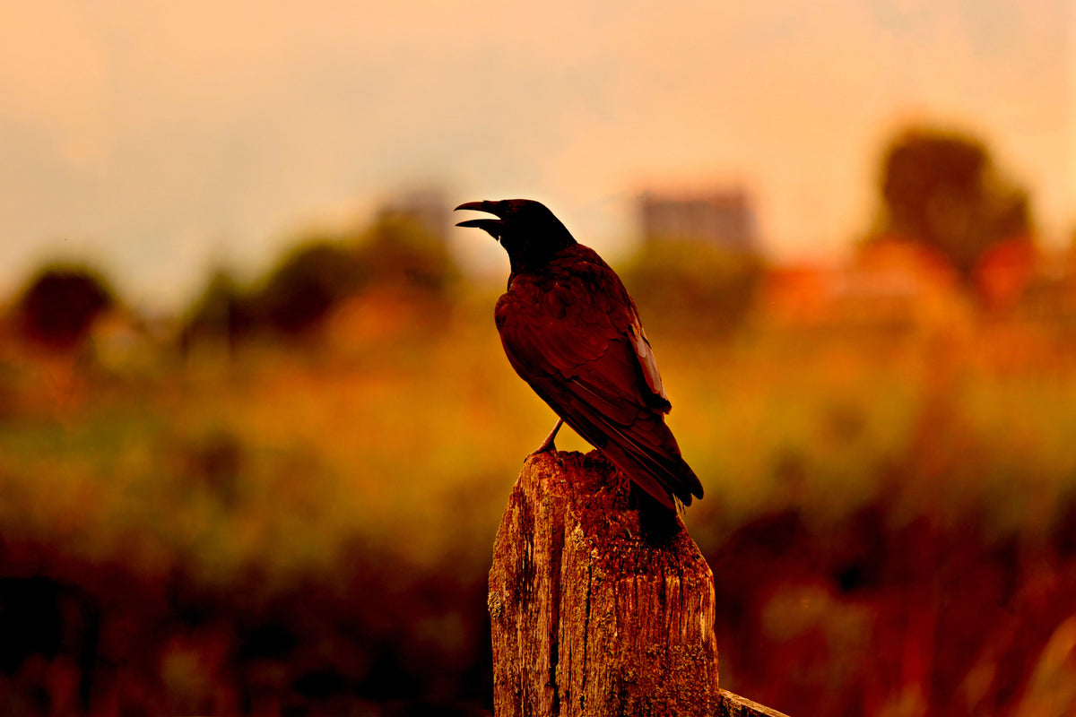 photo-wallpaper-the-crow-in-the-evening-light