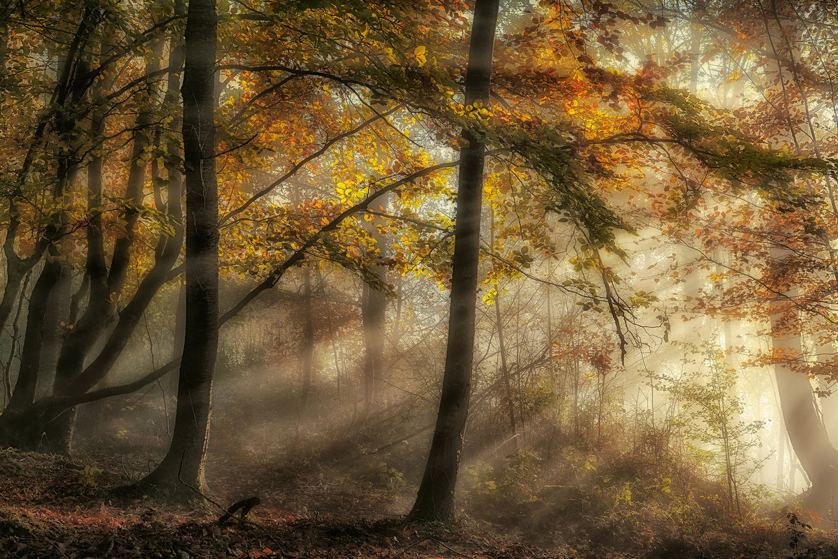 photo-wallpaper-the-lights-of-the-forest-x