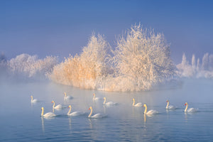 photo-wallpaper-swan-lake-xge