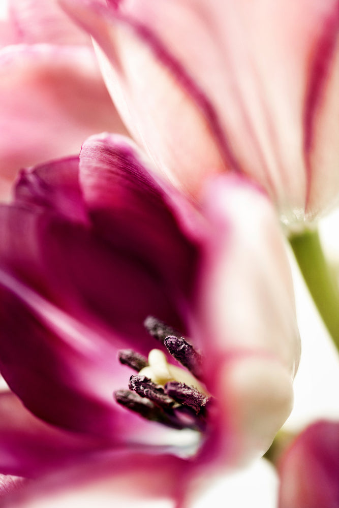 photo-wallpaper-tulip-ii