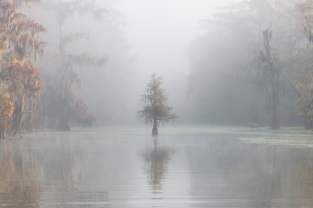 photo-wallpaper-misty-bayou-xkt