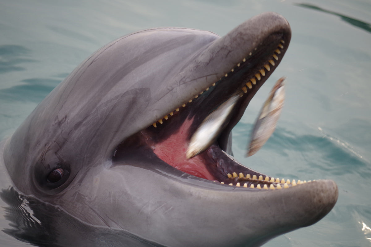 photo-wallpaper-mealtime-for-a-dolphin