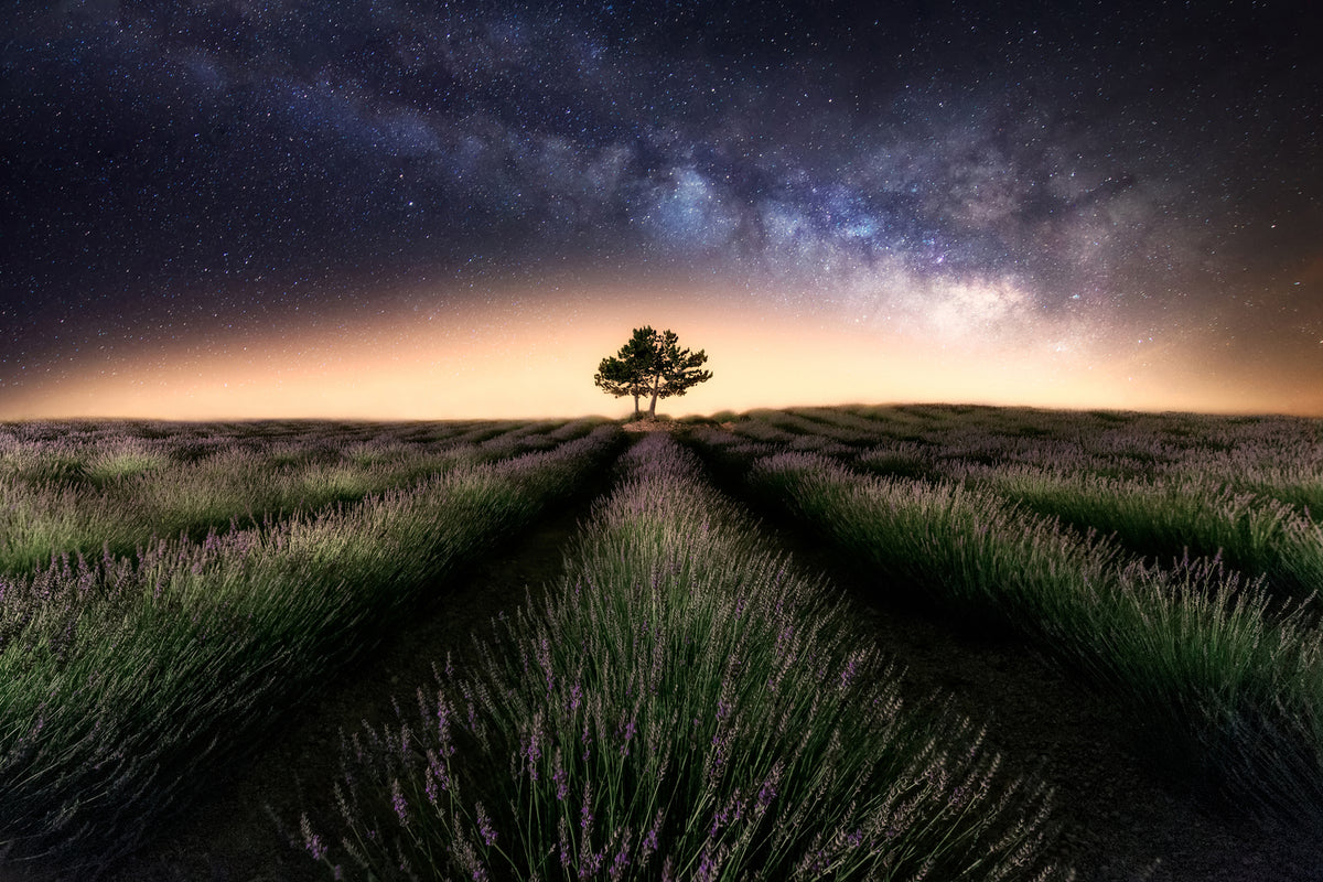 photo-wallpaper-lavender-way