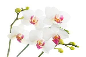 photo-wallpaper-orchids-love