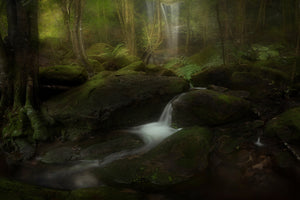 photo-wallpaper-deep-in-the-forest-x