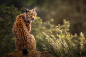 photo-wallpaper-lynx-fine-art-x