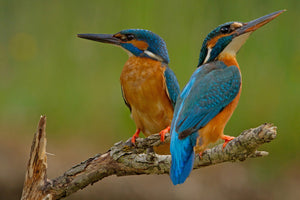 photo-wallpaper-kingfisher