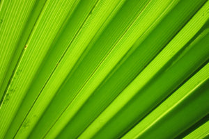 photo-wallpaper-palm-stripes-ii