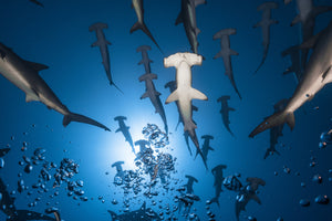 photo-wallpaper-hammerhead-shark