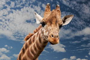 photo-wallpaper-attention-giraffe