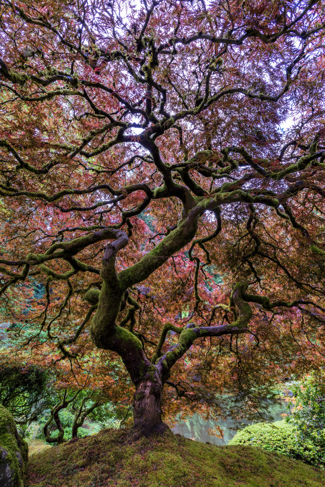 photo-wallpaper-japanese-maple-tree