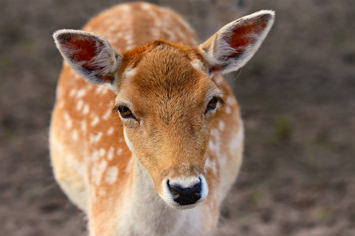 photo-wallpaper-the-fallow-deer