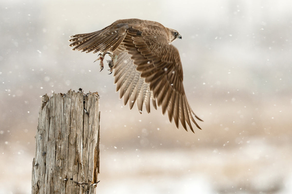 photo-wallpaper-flight-against-the-snowstorm