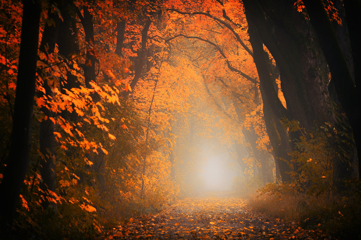 photo-wallpaper-autumn-light-in-the-forest