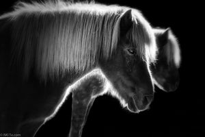 photo-wallpaper-two-beautiful-horses