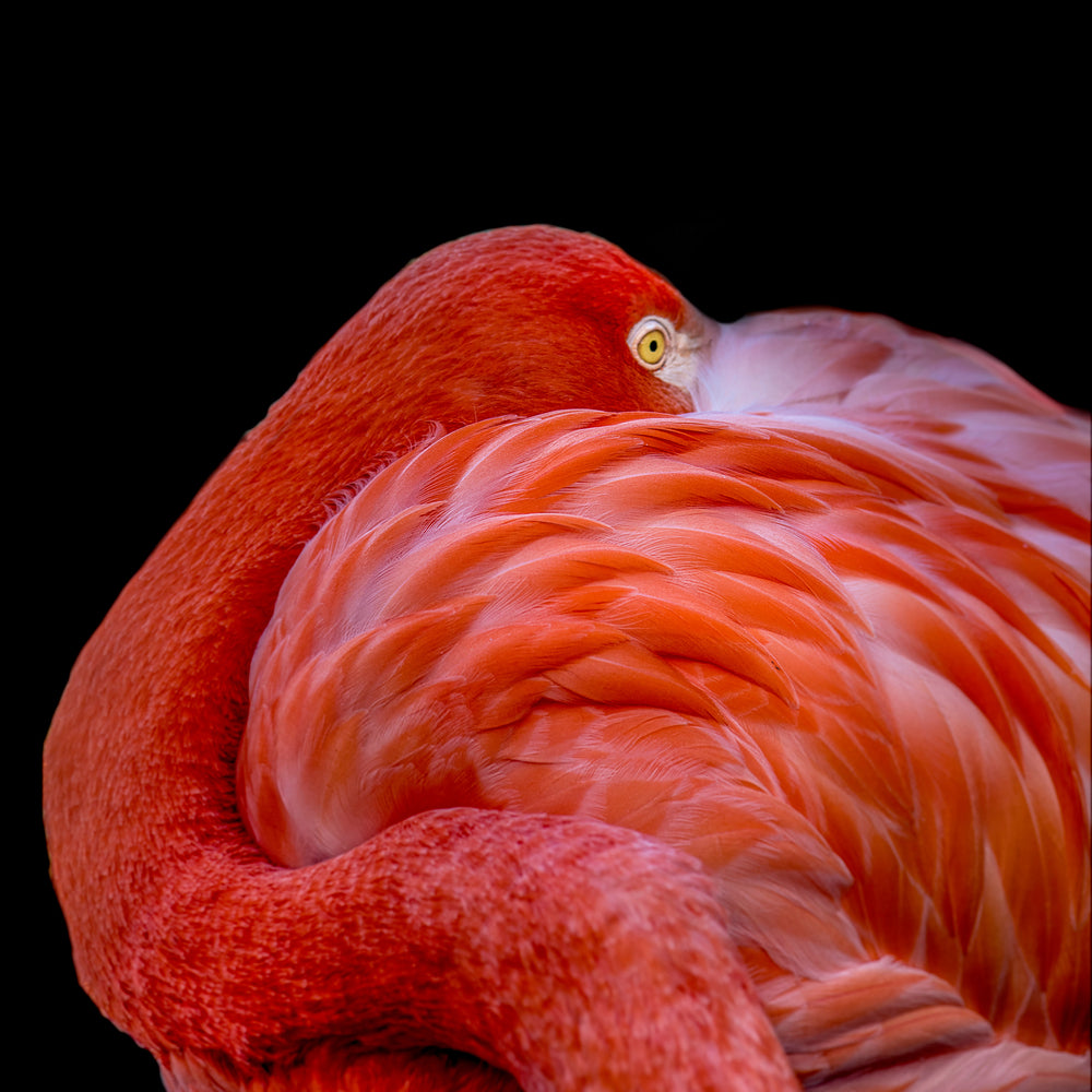 photo-wallpaper-flamingo-a