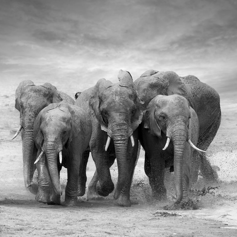 photo-wallpaper-the-elephants