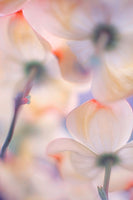 photo-wallpaper-under-the-skirts-of-flowers