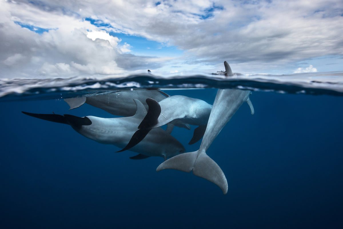 photo-wallpaper-pod-of-dolphin-at-the-surface