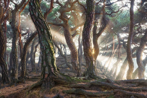 photo-wallpaper-sacred-pine-trees-x