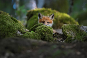 photo-wallpaper-curious-fox-x