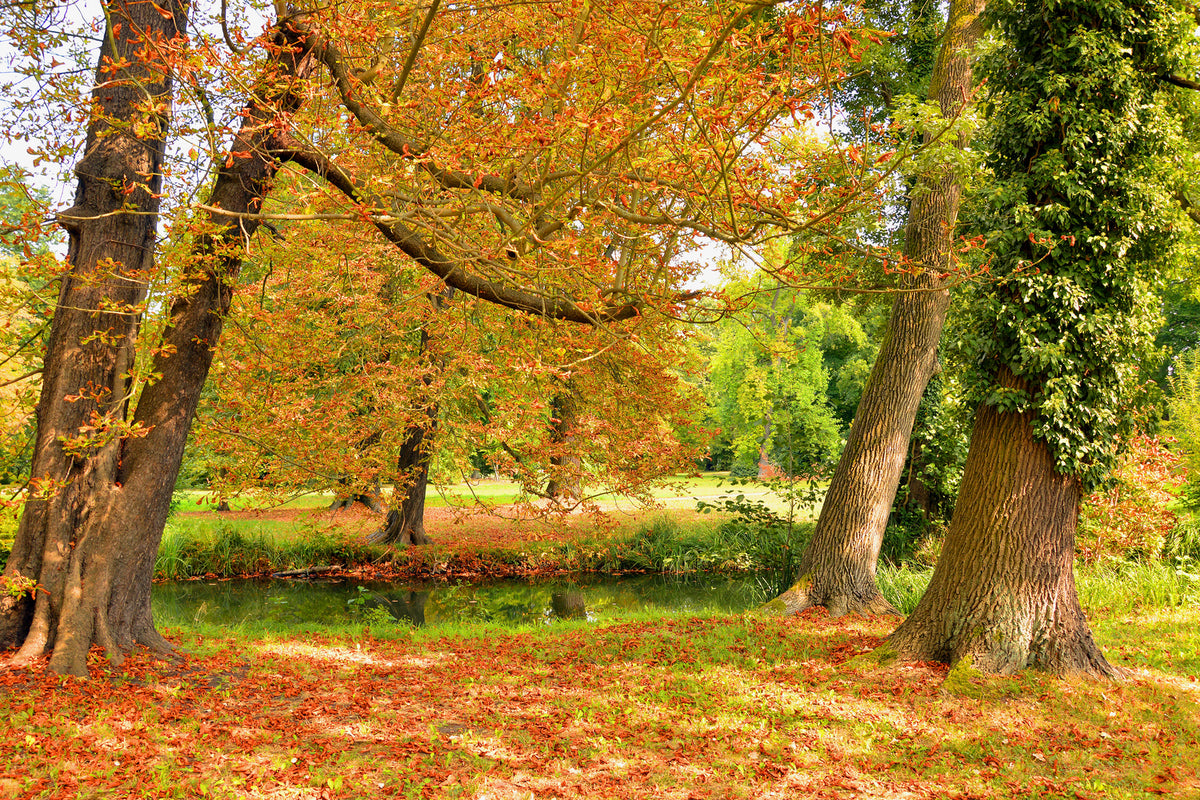 photo-wallpaper-in-the-middle-of-autumn-trees